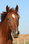 pferdefotos sachsen_anhaltiner_warmblut