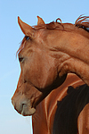 pferdefotos sachsen_anhaltiner_warmblut