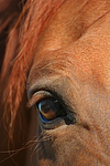 pferdefotos sachsen_anhaltiner_warmblut