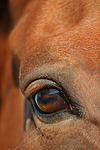 pferdefotos sachsen_anhaltiner_warmblut