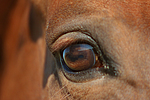 pferdefotos sachsen_anhaltiner_warmblut