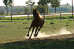 pferdefotos sachsen_anhaltiner_warmblut