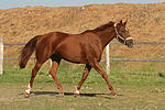 pferdefotos sachsen_anhaltiner_warmblut