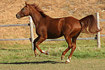 pferdefotos sachsen_anhaltiner_warmblut
