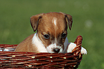 hundefotos jack_russell_terrier