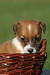 hundefotos jack_russell_terrier