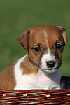hundefotos jack_russell_terrier