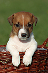 hundefotos jack_russell_terrier