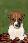 hundefotos jack_russell_terrier