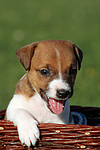 hundefotos jack_russell_terrier