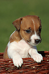 hundefotos jack_russell_terrier