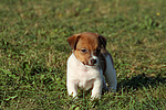 hundefotos jack_russell_terrier