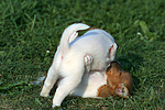 hundefotos jack_russell_terrier