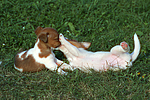 hundefotos jack_russell_terrier
