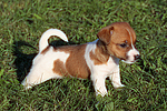 hundefotos jack_russell_terrier