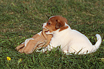 hundefotos jack_russell_terrier