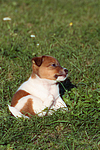 hundefotos jack_russell_terrier