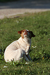 hundefotos jack_russell_terrier