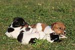hundefotos jack_russell_terrier