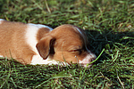 hundefotos jack_russell_terrier