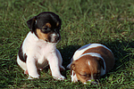 hundefotos jack_russell_terrier