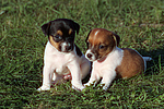hundefotos jack_russell_terrier