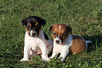 hundefotos jack_russell_terrier