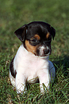 hundefotos jack_russell_terrier
