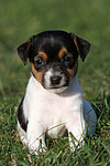 hundefotos jack_russell_terrier