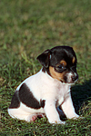 hundefotos jack_russell_terrier