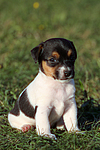 hundefotos jack_russell_terrier