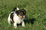 hundefotos jack_russell_terrier