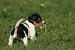 hundefotos jack_russell_terrier