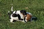 hundefotos jack_russell_terrier