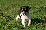 hundefotos jack_russell_terrier