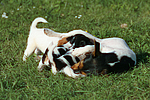 hundefotos jack_russell_terrier