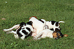 hundefotos jack_russell_terrier