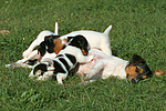 hundefotos jack_russell_terrier