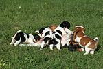 hundefotos jack_russell_terrier