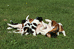 hundefotos jack_russell_terrier