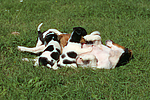 hundefotos jack_russell_terrier