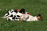 hundefotos jack_russell_terrier