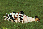 hundefotos jack_russell_terrier