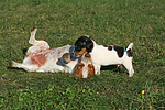hundefotos jack_russell_terrier