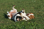 hundefotos jack_russell_terrier