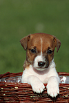 hundefotos jack_russell_terrier