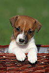 hundefotos jack_russell_terrier