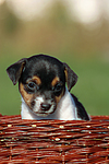 hundefotos jack_russell_terrier
