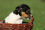 hundefotos jack_russell_terrier