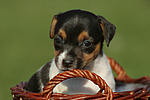 hundefotos jack_russell_terrier